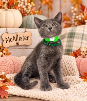 McAllister -  Russian Blue and Domestic Short Hair Cat for Adoption in Tavares, Florida - McAllister | PetCurious