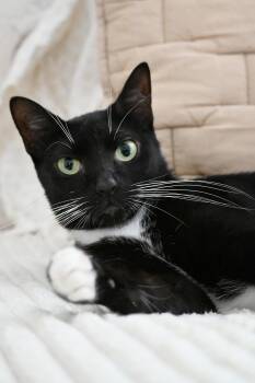 Rescue Domestic Short Hair Cats for Adoption in Orlando, Florida - River | PetCurious