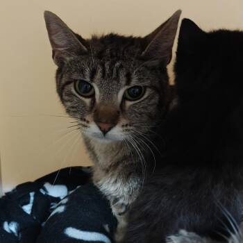Cotton Candy -  Domestic Short Hair Cat for Adoption in Madison, Wisconsin - Cotton Candy | PetCurious