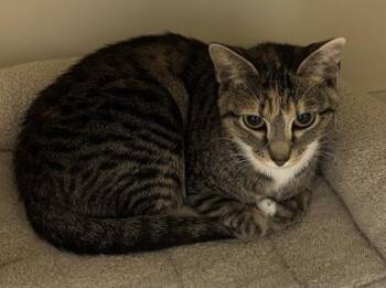 Kyoto -  Domestic Short Hair Cat for Adoption in Chamblee, Georgia - Kyoto | PetCurious