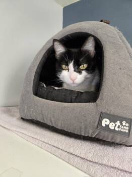 Izzy -  Domestic Short Hair Cat for Adoption in Evergreen, Colorado - Izzy | PetCurious