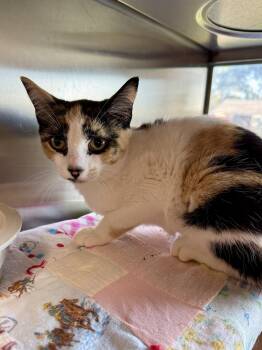 Kookaburra -  Domestic Short Hair Cat for Adoption in Midland, Michigan - Kookaburra | PetCurious