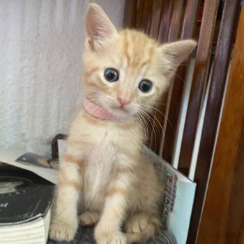 Domestic Short Hair Cats Available for Adoption in Volcano, Hawaii - Creme Brulee | PetCurious