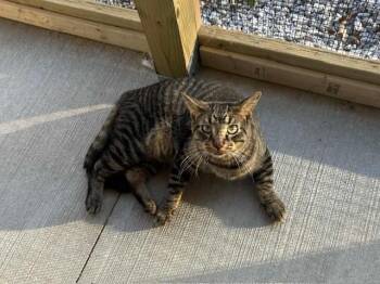 Rescue Domestic Short Hair Cats for Adoption in Warren, Ohio - Mama | PetCurious