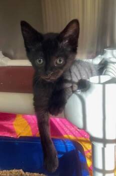 Nero -  Domestic Short Hair Cat for Adoption in Houghton Lake, Michigan - Nero | PetCurious