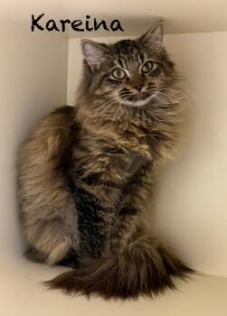 Rescue Domestic Medium Hair Cats for Adoption in Pawleys Island, South Carolina - Kareina | PetCurious