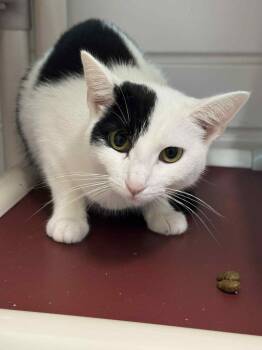 Rescue Domestic Short Hair Cats for Adoption in Marion, Ohio - Gizmo | PetCurious