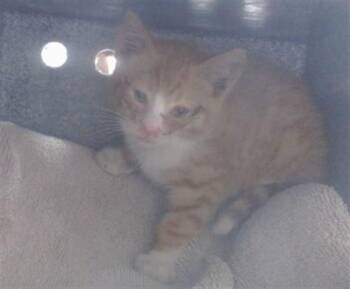 BARON -  Domestic Short Hair Cat for Adoption in Salinas, California - BARON | PetCurious