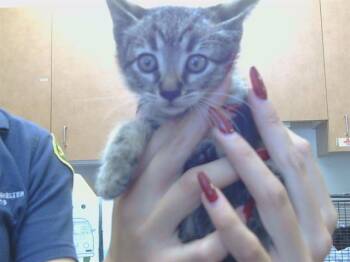MADRID -  Domestic Short Hair Cat for Adoption in Sacramento, California - MADRID | PetCurious