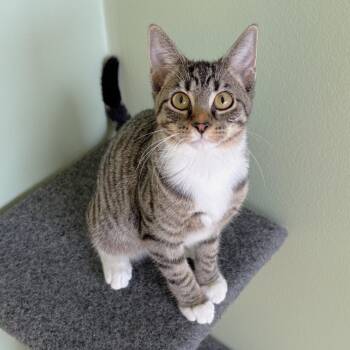 Radio -  Tabby and Domestic Short Hair Cat for Adoption in Lombard, Illinois - Radio | PetCurious