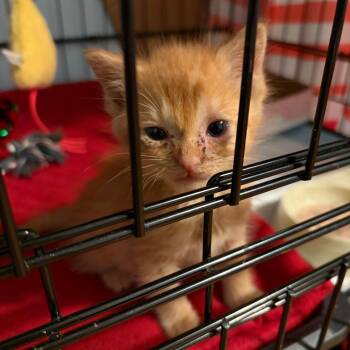 Anakin -  Domestic Short Hair Cat for Adoption in Monroe, Michigan - Anakin | PetCurious