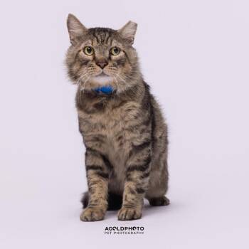 Frank -  Domestic Short Hair Cat for Adoption in Tampa, Florida - Frank | PetCurious