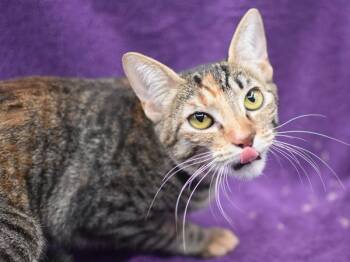 Domestic Short Hair Cats Available for Adoption in Portland, Oregon - Lola | PetCurious