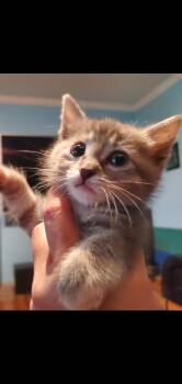 Rescue American Shorthair Cats for Adoption in Huntington Beach, California - Leia | PetCurious