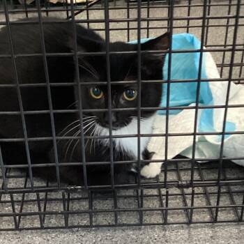 Oreo -  Domestic Short Hair Cat for Adoption in Montgomery, Alabama - Oreo | PetCurious