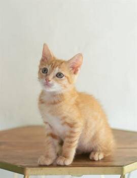 HOBBES -  Domestic Short Hair Cat for Adoption in Pearland, Texas - HOBBES | PetCurious