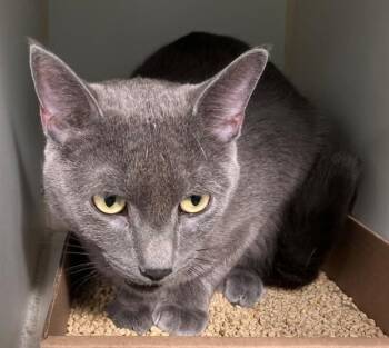 Domestic Short Hair Cats Available for Adoption - MacY | PetCurious