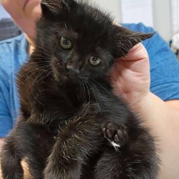 Lydia -  Domestic Short Hair Cat for Adoption in Marble, North Carolina - Lydia | PetCurious