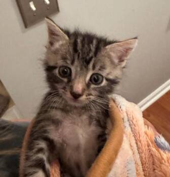 Rescue Domestic Short Hair Cats for Adoption in Monroe, North Carolina - Suzy Q | PetCurious