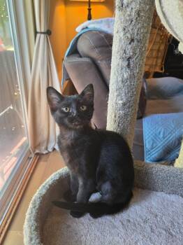 Maple -  Bombay and Domestic Short Hair Cat for Adoption in Woodinville, Washington - Maple | PetCurious