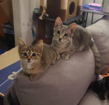Crikey & Scandal -  American Shorthair Cat for Adoption in New York, New York - Crikey & Scandal | PetCurious