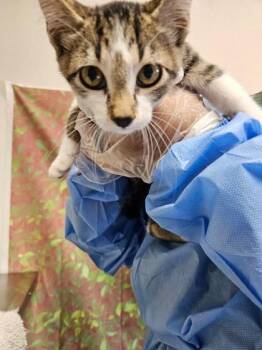 Peewee -  Domestic Short Hair Cat for Adoption in San Antonio, Texas - Peewee | PetCurious