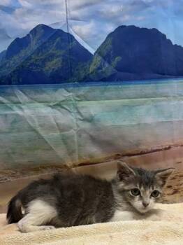 Freya -  Domestic Short Hair Cat for Adoption in San Antonio, Texas - Freya | PetCurious