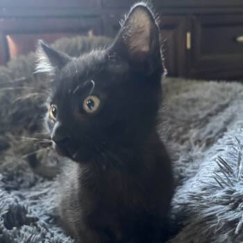 Rescue Domestic Short Hair Cats for Adoption in Jupiter, Florida - Pony | PetCurious