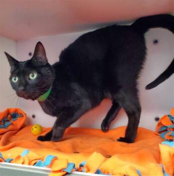 NINJA -  Domestic Short Hair Cat for Adoption in Peoria, Illinois - NINJA | PetCurious