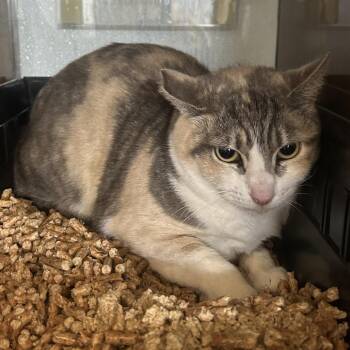 Domestic Short Hair Cats Available for Adoption in Richmond, California - SISTER | PetCurious