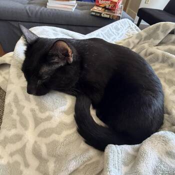 Goober -  Domestic Short Hair Cat for Adoption in Middleton, Wisconsin - Goober | PetCurious