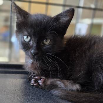 Night Kit -  Domestic Short Hair Cat for Adoption in Chatham, Virginia - Night Kit | PetCurious