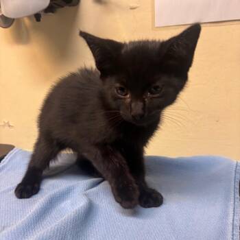 Lorenzo -  Domestic Short Hair Cat for Adoption in Pasadena, California - Lorenzo | PetCurious