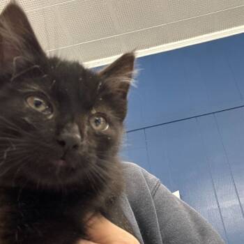 Rescue Domestic Medium Hair Cats for Adoption in Summerlee, West Virginia - Bowser | PetCurious