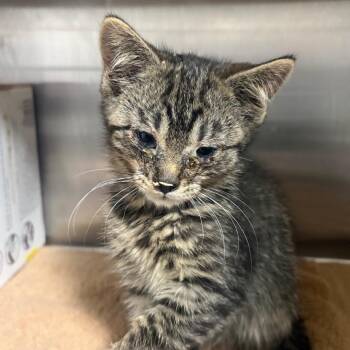 Emmett -  Domestic Short Hair Cat for Adoption in Taos, New Mexico - Emmett | PetCurious