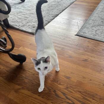 Domestic Short Hair Cats Available for Adoption in Roanoke, Virginia - Sasha | PetCurious