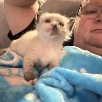 Bond -  Domestic Short Hair Cat Available for Adoption in Houston, Texas - Bond | PetCurious