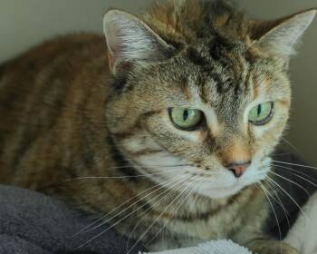 VELMA -  Domestic Short Hair Cat for Adoption in Loveland, Colorado - VELMA | PetCurious