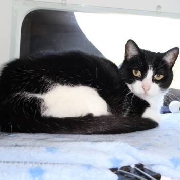 Coachella -  Domestic Short Hair Cat for Adoption in Saint Charles, Missouri - Coachella | PetCurious