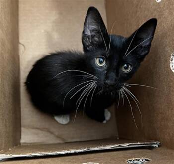 EDDY -  Domestic Medium Hair Cat for Adoption in Dallas, Texas - EDDY | PetCurious