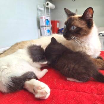 Domestic Short Hair Cats Available for Adoption in Cumming, Georgia - Cookie | PetCurious