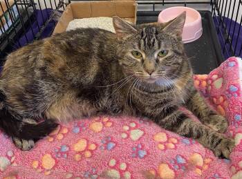 Domestic Short Hair Cats Available for Adoption - Daizee | PetCurious