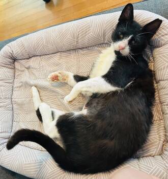 Domestic Short Hair Cats Available for Adoption in Miami Beach, Florida - Chirpie | PetCurious