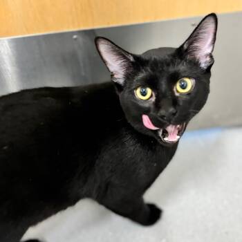 Rescue Domestic Short Hair Cats for Adoption in Phoenix, Arizona - Daggett | PetCurious