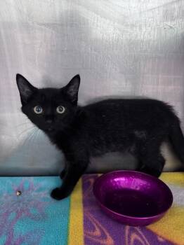 Azoychka -  Domestic Short Hair Cat for Adoption in Fort Lupton, Colorado - Azoychka | PetCurious