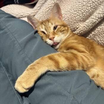 Blind - Urgent 20 percent Vision -  Egyptian Mau Cat for Adoption in Brampton, Ontario - Blind - Urgent 20 Percent Vision | PetCurious