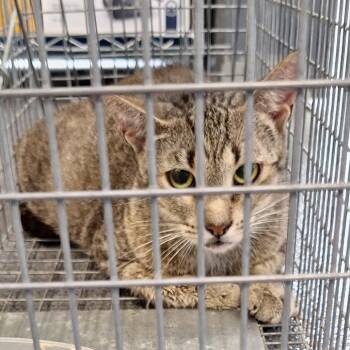 SJ -  Domestic Short Hair Cat for Adoption in Montgomery, Alabama - SJ | PetCurious