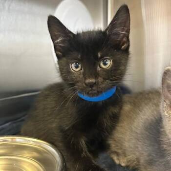 Domestic Short Hair Cats Available for Adoption in Knoxville, Tennessee - John Snow | PetCurious