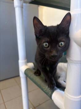 Billy -  Domestic Short Hair Cat for Adoption in Honolulu, Hawaii - Billy | PetCurious