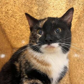 Domestic Short Hair Cats Available for Adoption in Lyndhurst, Virginia - SVAS-Stray-38442 | PetCurious